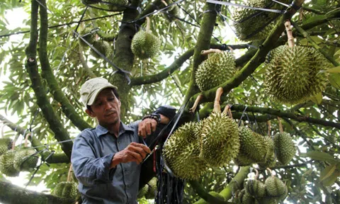 51 mã vùng trồng sầu riêng đạt tiêu chuẩn xuất khẩu sang thị trường Trung Quốc