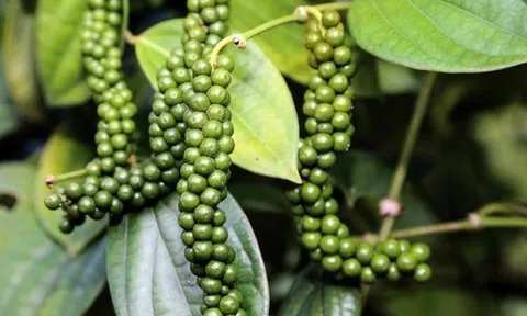 Giá tiêu hôm nay 9/9: Giá tiêu trong nước đồng loạt giảm tại các tỉnh trọng điểm