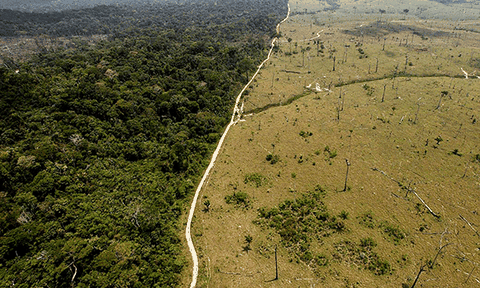 Nhiều khu vực tại rừng Amazon có nguy cơ không thể phục hồi
