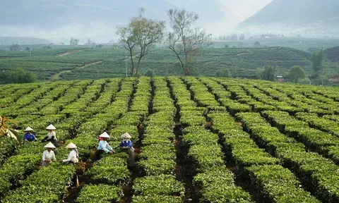 Lai Châu tập trung phát triển sản xuất nông nghiệp theo hướng bền vững