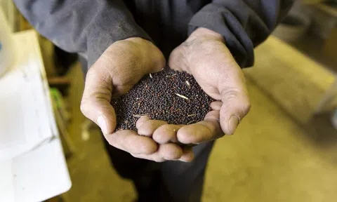 Chính phủ Nga gia hạn một số biện pháp hạn chế xuất khẩu