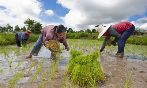 Thái Lan chi 4 tỉ USD hỗ trợ sản xuất lúa gạo