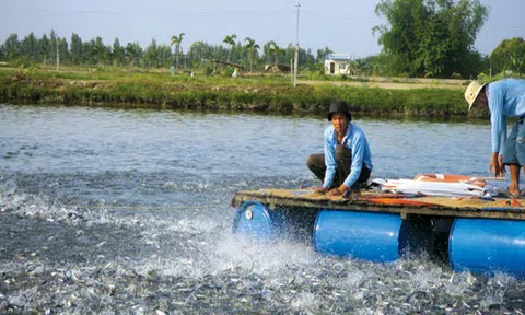 Cần Thơ ứng dụng công nghệ trong phát triển nuôi trồng thủy sản