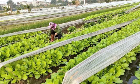 Khi các hợp tác xã ngày càng phát huy hiệu quả