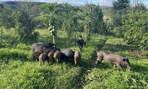 Cô gái trẻ Tây Nguyên bỏ phố về quê làm nông nghiệp hữu cơ