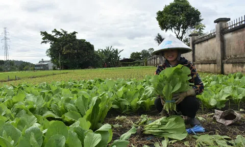 Sản xuất giống cây trồng: Tìm giải pháp đột phá