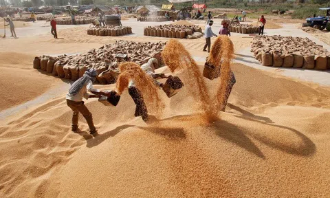 Ấn Độ siết xuất khẩu gạo và cơ hội cho gạo Việt?