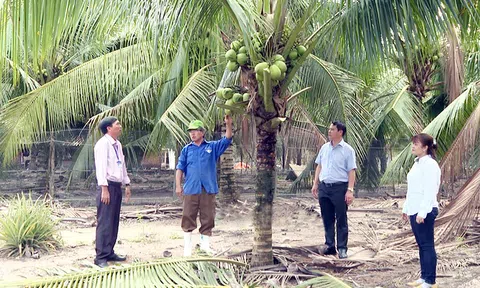 Bến Tre: Từng bước chuyển đổi tư duy từ sản xuất nông nghiệp sang làm kinh tế nông nghiệp