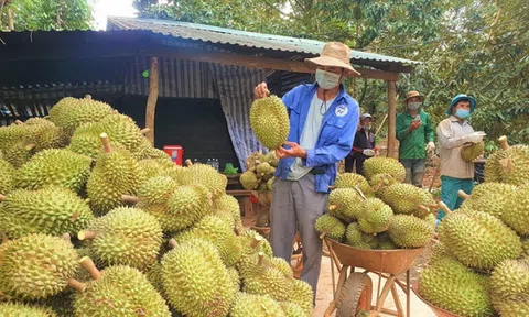 Nâng cao giá trị sản xuất sầu riêng hướng tới phát triển bền vững