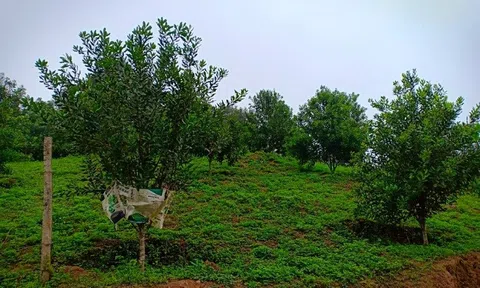 Huyện Điện Biên: Đẩy mạnh phát triển cây mắc ca