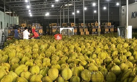 Lô sầu riêng đầu tiên chính thức xuất khẩu chính ngạch sang Trung Quốc