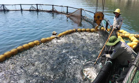 Phát triển bền vững nghề nuôi cá lồng bè trên biển