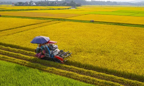 Phú Yên phát triển liên kết sản xuất vùng lúa gạo chất lượng cao đạt tiêu chuẩn GAP và theo hướng hữu cơ