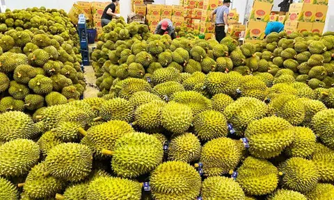 Hơn 70 tấn sầu riêng của tỉnh Lâm Đồng lần đầu tiên xuất khẩu chính ngạch sang Trung Quốc