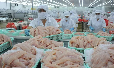 Giá cá tra phile đông lạnh Việt Nam xuất khẩu sang Mỹ tăng mạnh