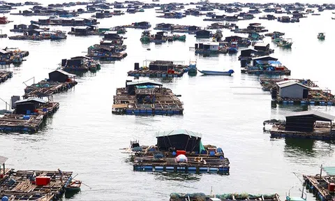 Cả nước hiện có 51 cơ sở chuyên sản xuất giống cá biển