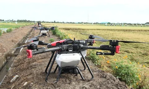 Giảm lượng giống gieo sạ tăng tính cạnh tranh về xuất khẩu gạo