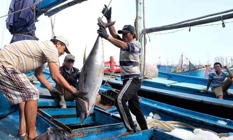 Xây dựng chuỗi chiến lược phát triển ngành thủy sản