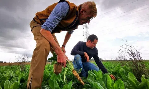 Pháp: Nông dân sản xuất rau diếp xoăn lao đao vì bão giá năng lượng