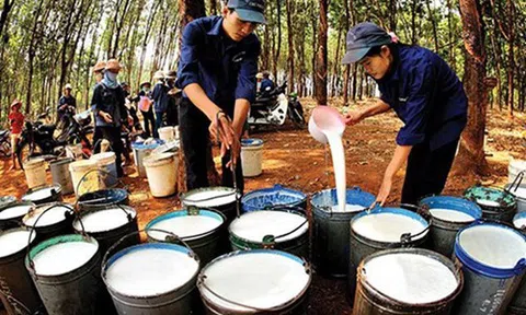 Cao su Việt Nam tăng thị phần tại Ấn Độ