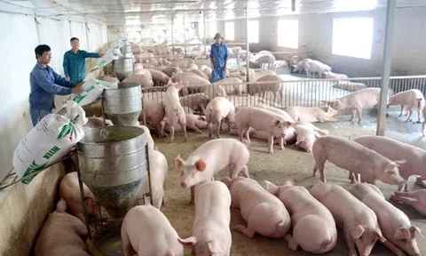 Mức tiêu thụ sản phẩm chăn nuôi tại Việt Nam thấp hơn so với khu vực