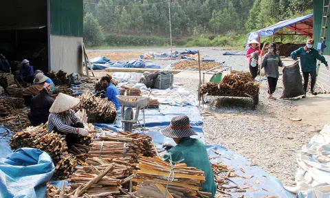 Lào Cai tập trung phát triển chuỗi giá trị sản phẩm cây quế với định hướng bền vững