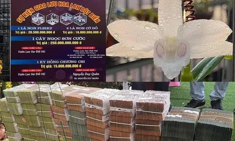 Lan đột biến hết thời "tiền tỷ", "giá rẻ như rau"