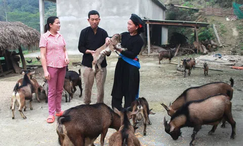 Người “truyền lửa” giúp dân thoát nghèo ở Nặm Lịa