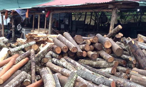 Giải pháp nào gỡ vướng truy xuất nguồn gốc lâm sản?
