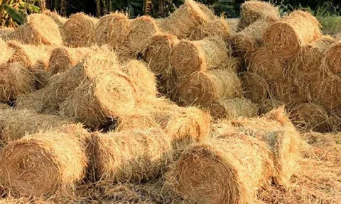 160 triệu tấn phụ phẩm nông nghiệp đang bị lãng phí mỗi năm