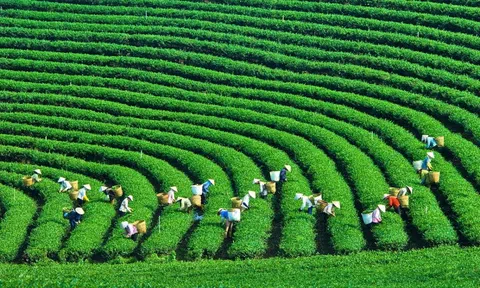 Hướng tới tăng trưởng xanh trong sản xuất nông nghiệp