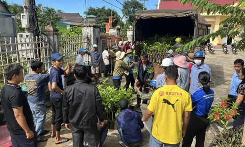 TreeBank: Gắn kết cộng đồng trồng cây vì môi trường xanh