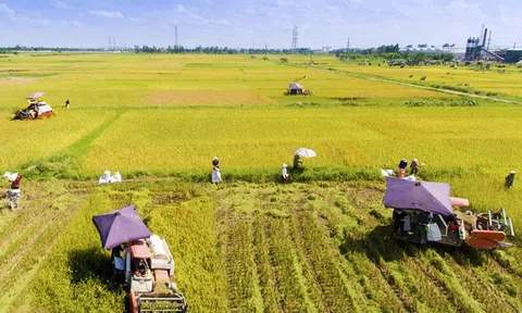 Sản xuất nông, lâm nghiệp tăng trưởng ổn định