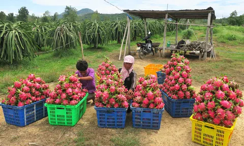 Tiền Giang: Giá thanh long tiếp tục sụt giảm, thương lái mạnh tay ép giá nhà vườn
