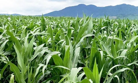 Cấp thiết xây dựng vùng nguyên liệu thức ăn chăn nuôi ở Tây Nguyên