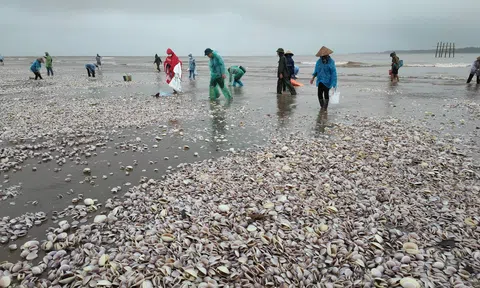 Nam Định: Người dân phấn khởi thu hoạch “lộc trời”