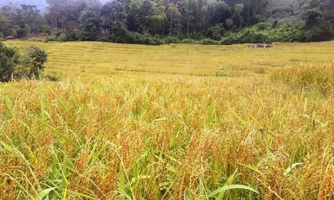 Nếp Cay Nọi, gà mía lai trở thành những sản phẩm OCOP đầu tiên của huyện Mường Lát