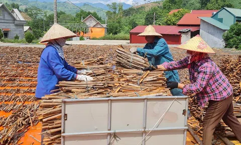 Nâng cao và phát triển bền vững chuỗi giá trị cây quế