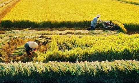 Chuyển đổi đất trồng lúa nước từ 2 vụ trở lên phải đánh giá tác động môi trường