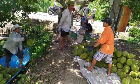 Nông dân Phong Điền tất bật chuẩn bị xuất khẩu lô sầu riêng đầu tiên sang Trung Quốc