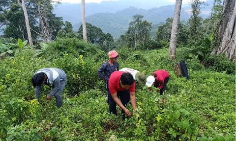 Phát triển bền vững kinh tế dược liệu dưới tán rừng