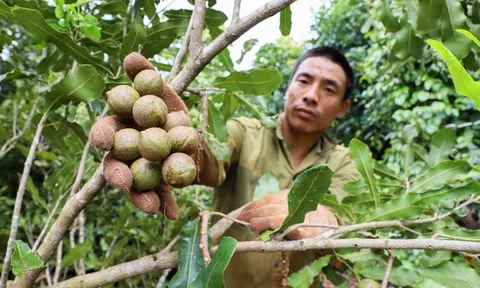Đắk Lắk: Phấn đấu đến năm 2030, vùng nguyên liệu mắc ca đạt 4.000 ha