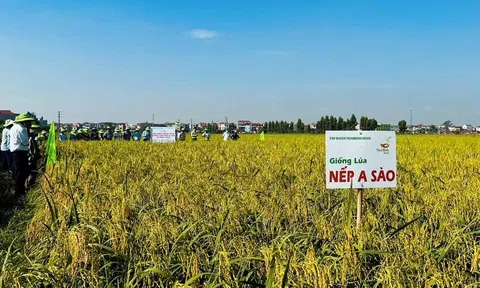 Bắc Ninh: Gieo cấy giống Nếp mới A Sào nông dân lãi thuần đạt 17.380.000 đồng/ha