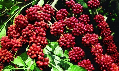 Giá cà phê hôm nay 14/10: Hai sàn đều ghi nhận sắc đỏ