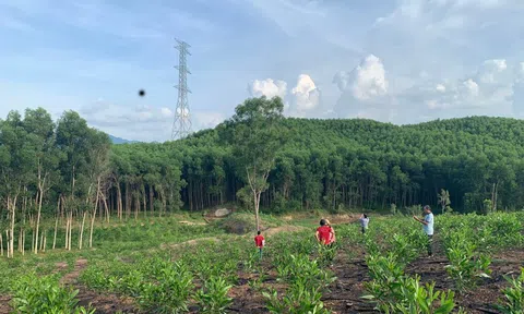 Thúc đẩy hợp tác quốc tế trong tiếp cận và quản lý rừng bền vững