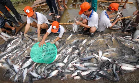 Nhiều nước Asean gia tăng nhập khẩu cá tra Việt Nam