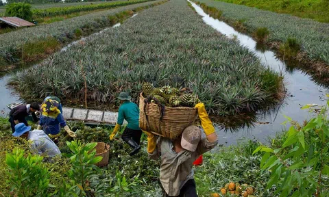 Tiền Giang bố trí gần 300 máy bơm nước bảo vệ 16.000 ha khóm