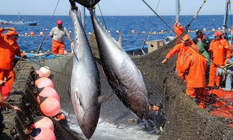 Xuất khẩu cá ngừ tăng trưởng mạnh tại thị trường Trung Đông
