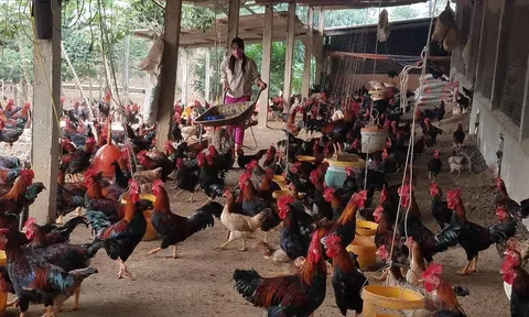 Hà Nội: Đưa đặc sản vào sản xuất đại trà, phát huy lợi thế của địa phương