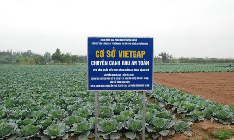 Nâng cao giải pháp sản xuất nông nghiệp công nghệ cao ở Thủ đô